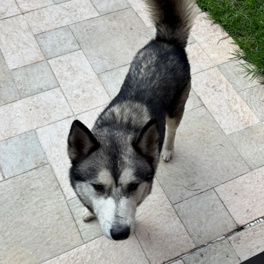  | Raza Husky Siberiano | Encontrado