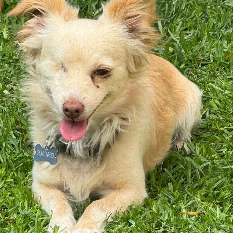 TEO | Raza Chihuahua | Perdido