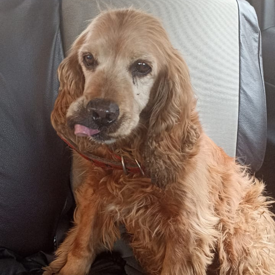  | Raza Cocker Spaniel | Encontrado