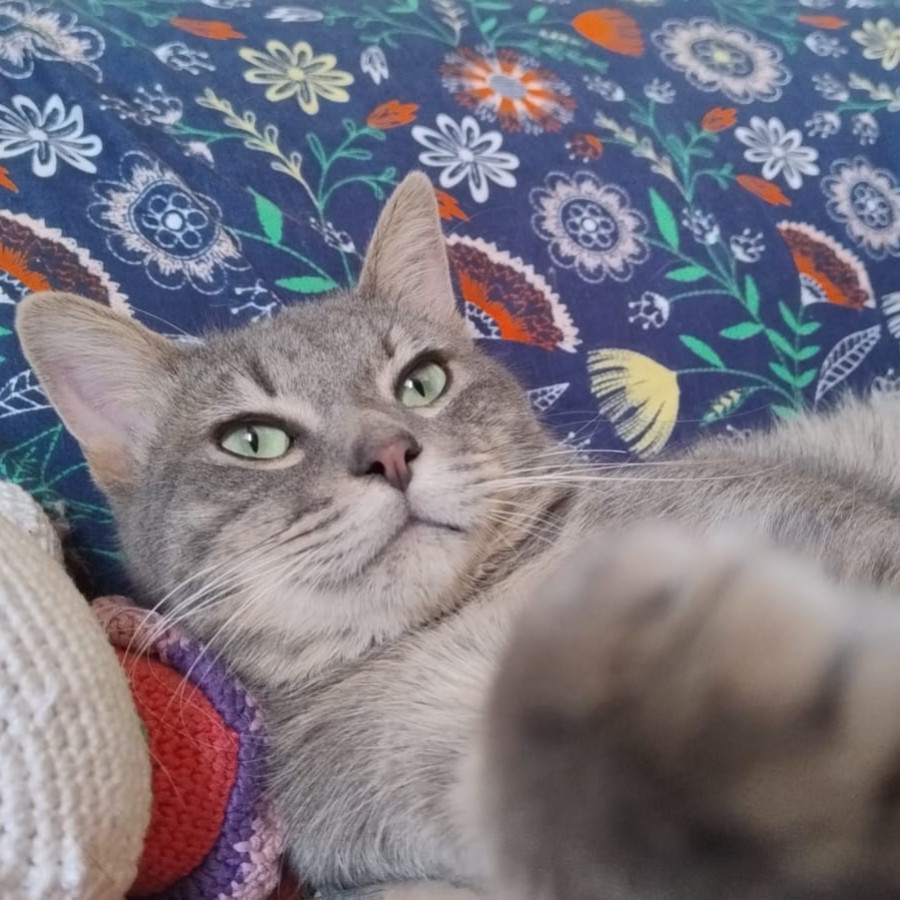 LUCA | Raza Doméstico Américano de Pelo Corto | En Adopción