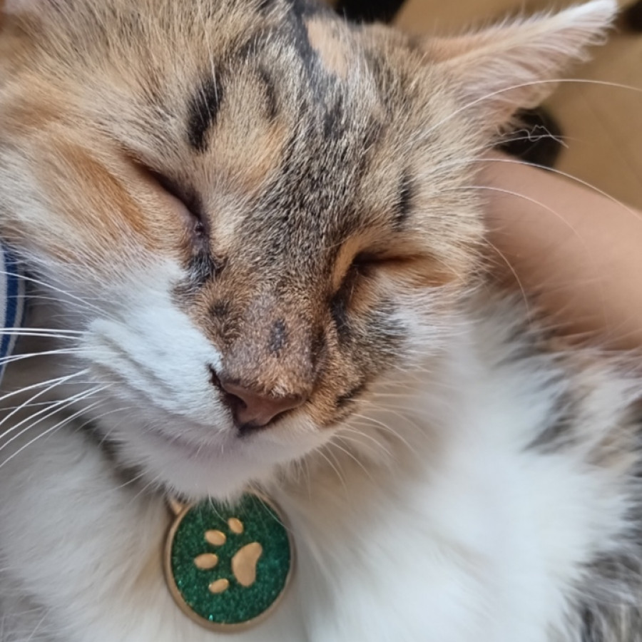 DUQUESA | Raza Calicó de pelo semilargo | Perdida