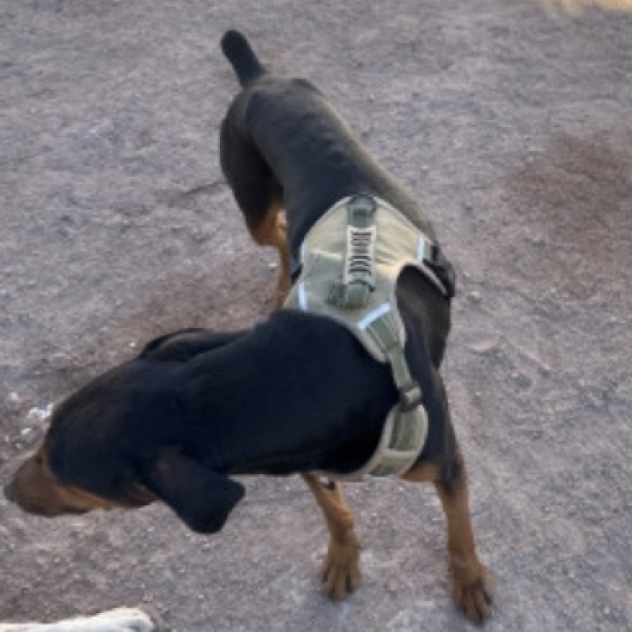 PETER | Raza Dóberman Pinscher | Perdido