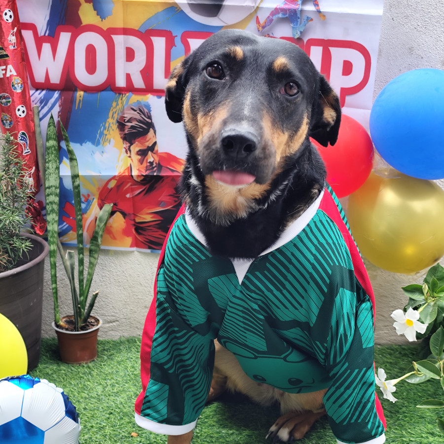 NEGRITA | Raza Mestiza | En Adopción