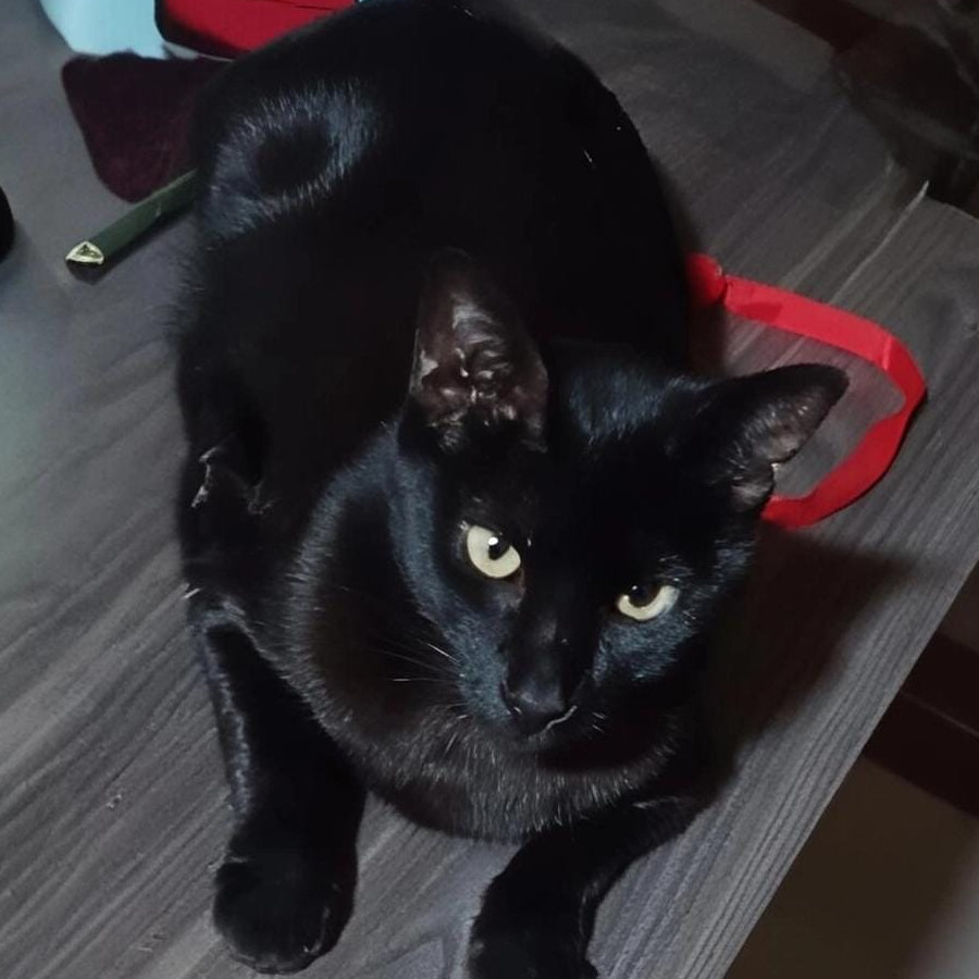 BILL | Raza Bombay | Perdido