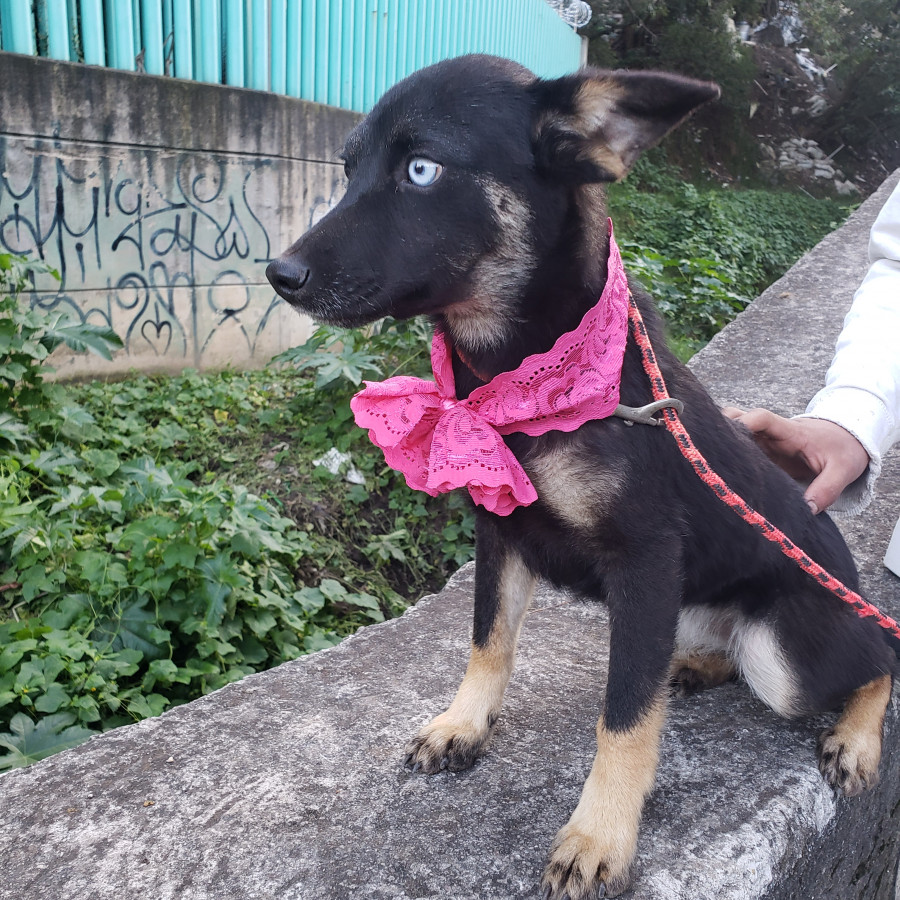 RIANA | Raza Mestiza | En Adopción