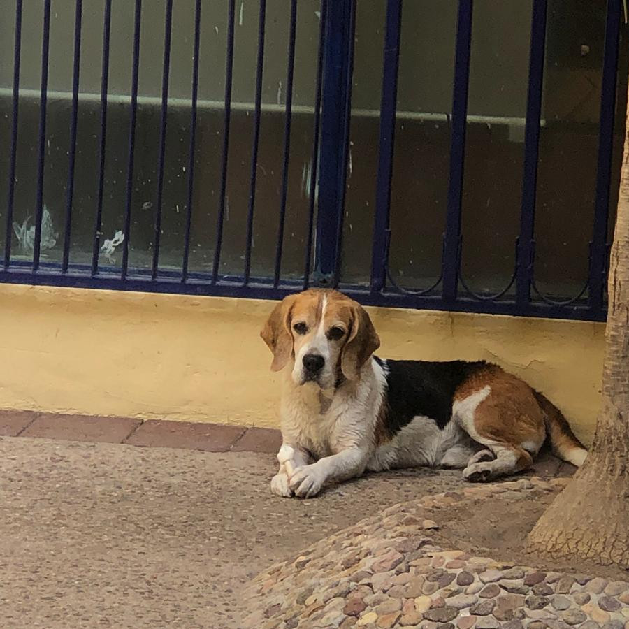 JANTO | Raza Beagle | Perdido