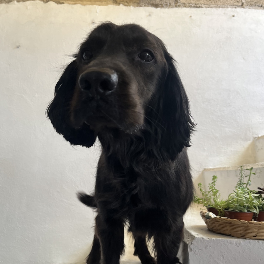 FRODO | Raza Mestizo, cruza de Cocker Spaniel con Labrador | Perdido