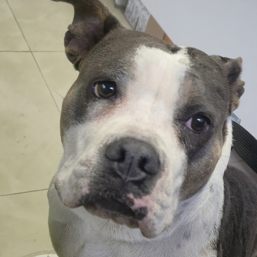  | Raza American Pitbull Terrier | Encontrada