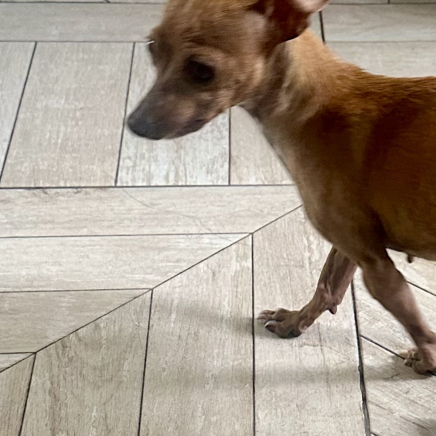  | Raza Chihuahua | Encontrada