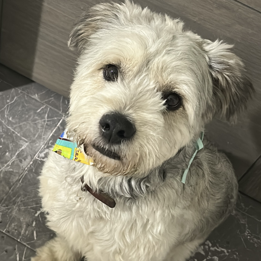  | Raza Mestizo, posible cruza de Schnauzer con  Maltés | Final Feliz