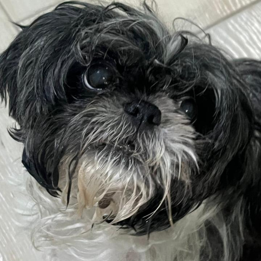 CHATA | Raza Shih Tzu  | Perdida