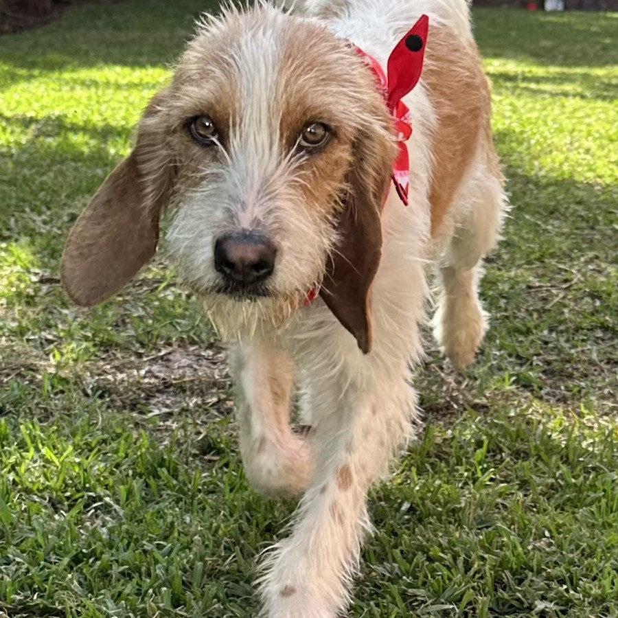 LUIGI | Raza Mestizo, cruza de Braco de Auvernia con Cocker Spaniel | En Adopción