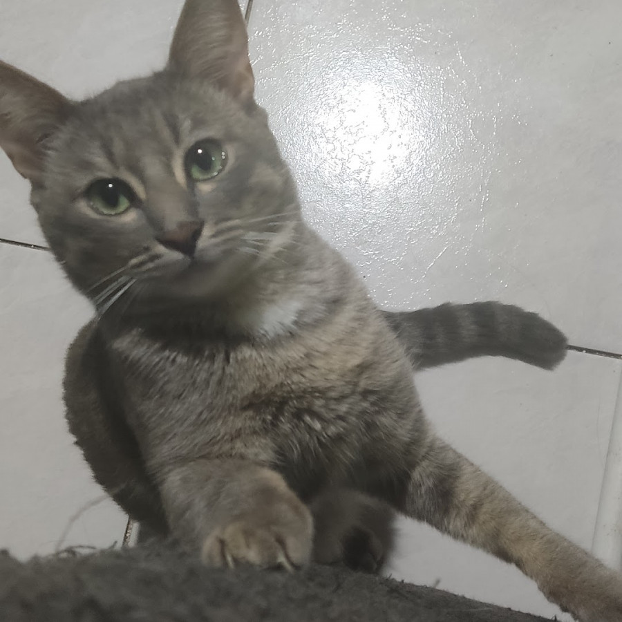 BRUNO | Raza Doméstico Américano de Pelo Corto | Perdido