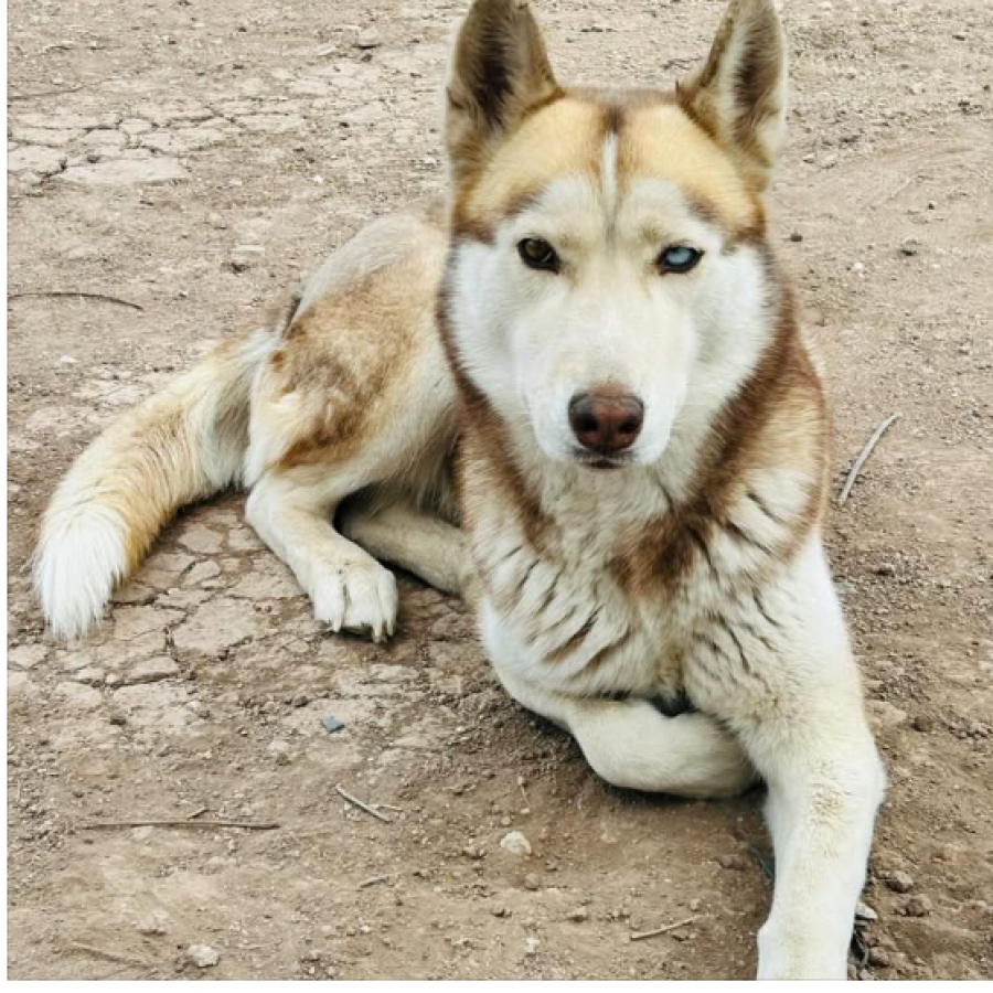 BLONDIE | Raza Husky Siberiano | Final Feliz