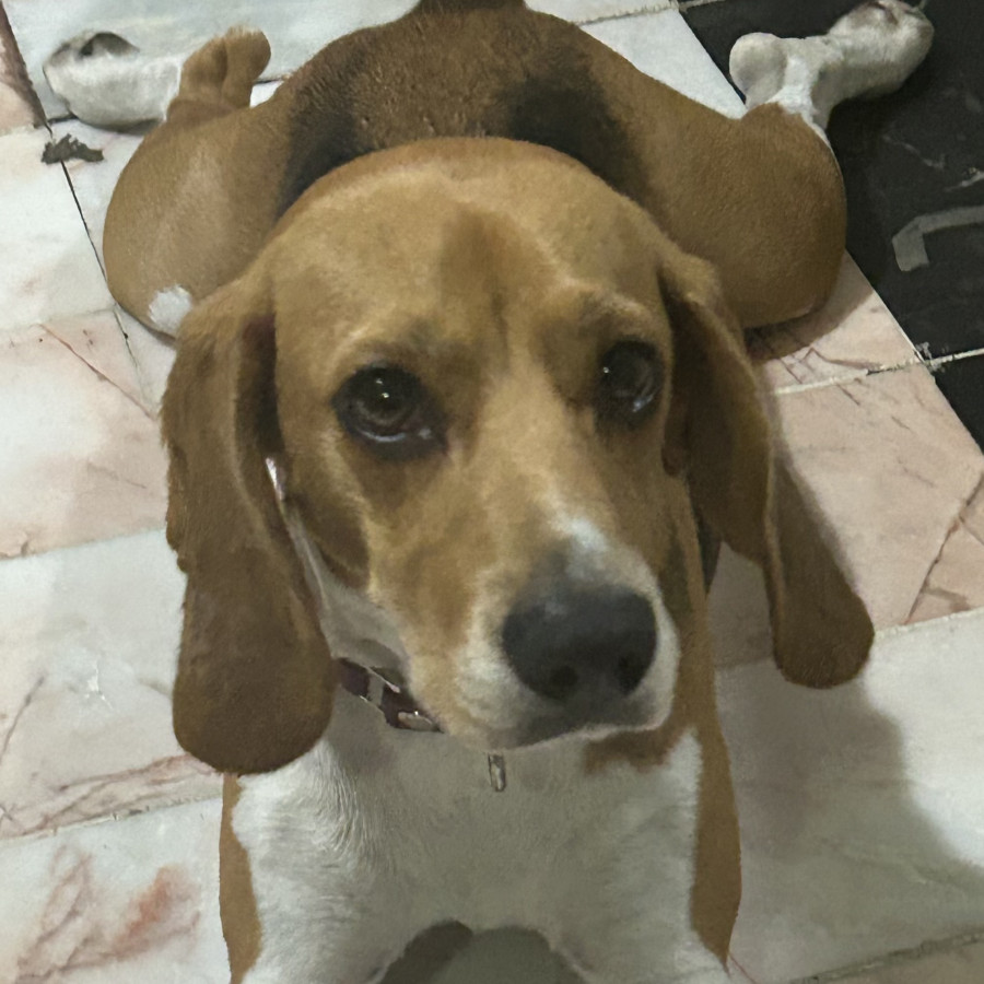 ALEX | Raza Beagle | Final Feliz