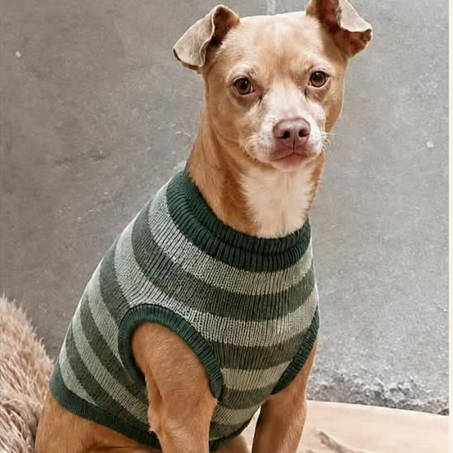 CHILAQUIL | Raza Chihuahua | Perdido