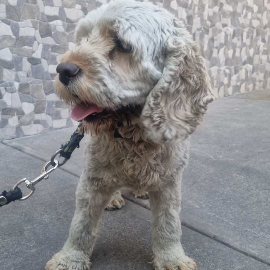  | Raza Mestizo,  cruza de Cocker con French Poodle,  (Cockapoo) | Final Feliz