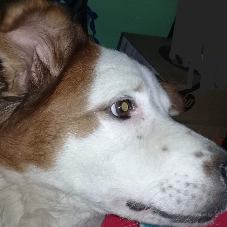 MUÑECA | Raza Mestiza | Perdida