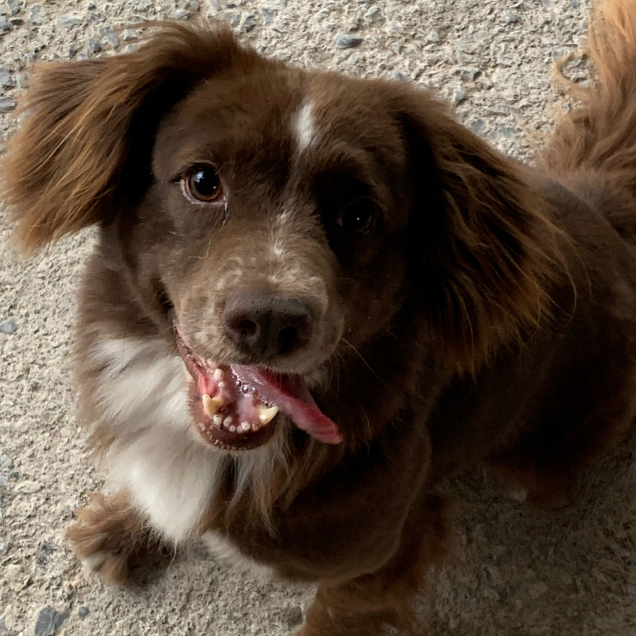 PIOJO | Raza Mestizo, cruza de Cocker Spaniel | Final Feliz