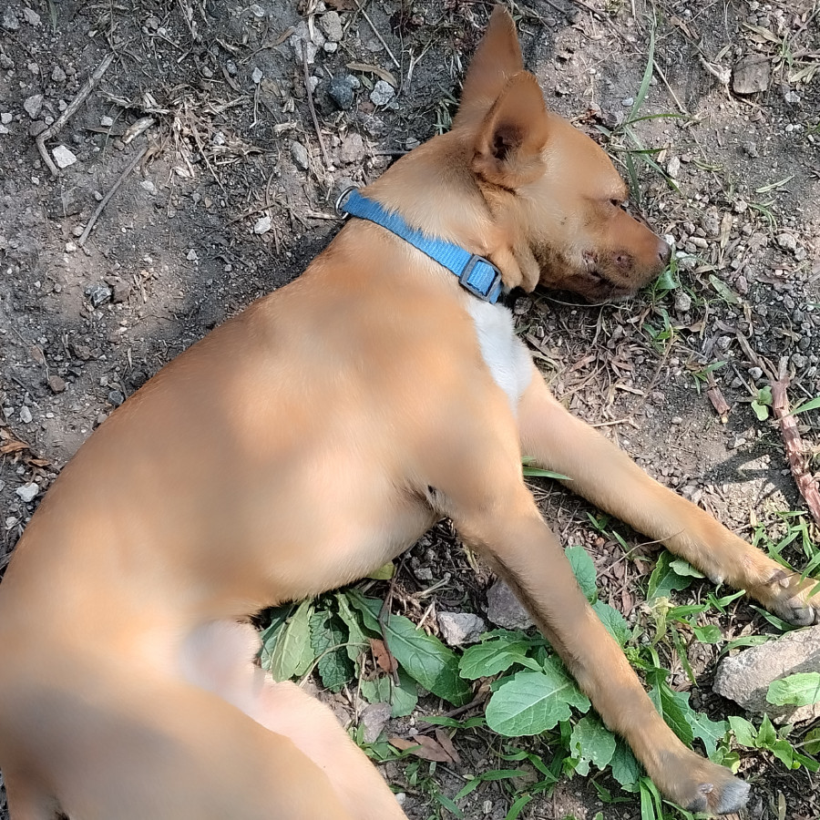  | Raza Mestizo, cruza de Chihuahua | Encontrado