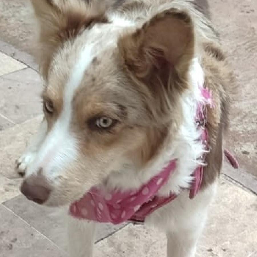 CANELITA | Raza Border Collie  | Perdida