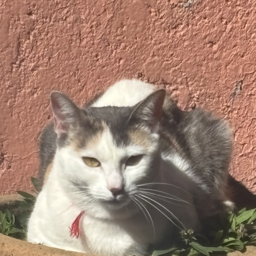 YOLTZIN | Raza Calicó de pelo corto | Perdida