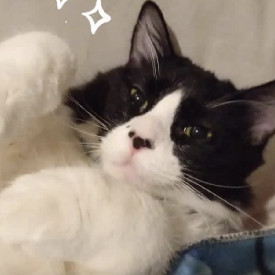 LOLA | Raza Doméstico Americano de pelo semilargo | Perdido