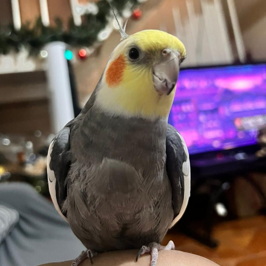 ABÚ | Raza Ninfa | Perdido