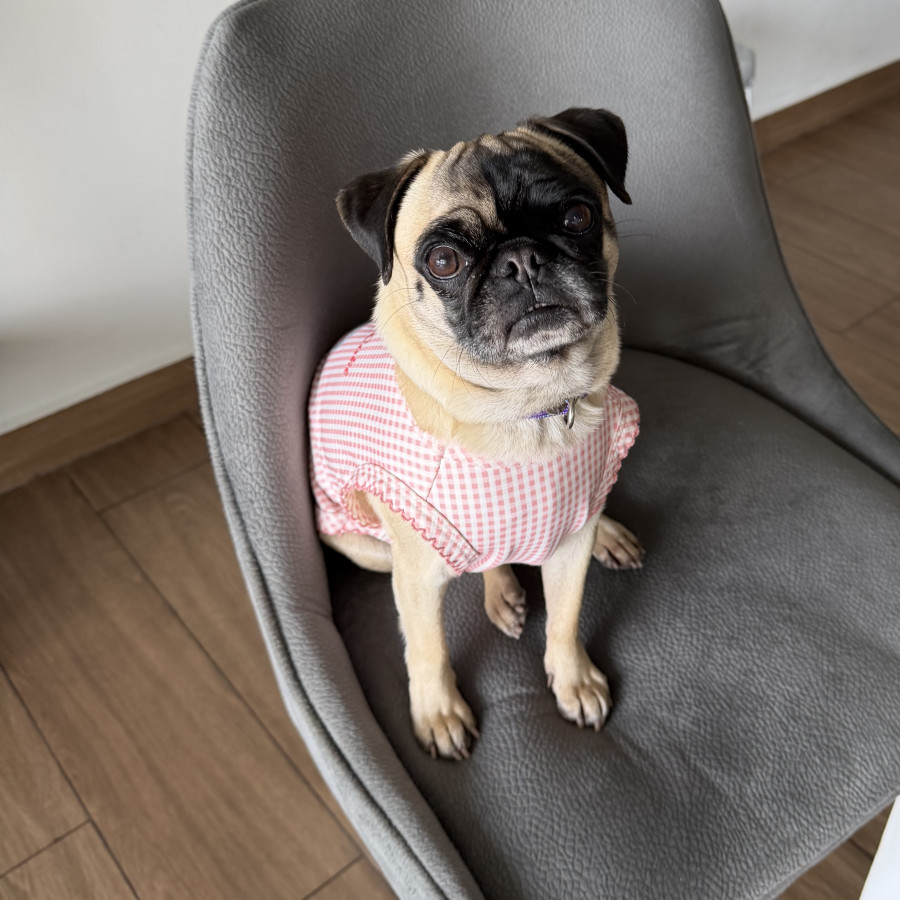 MOLLETE | Raza Pug o Carlin | En Adopción