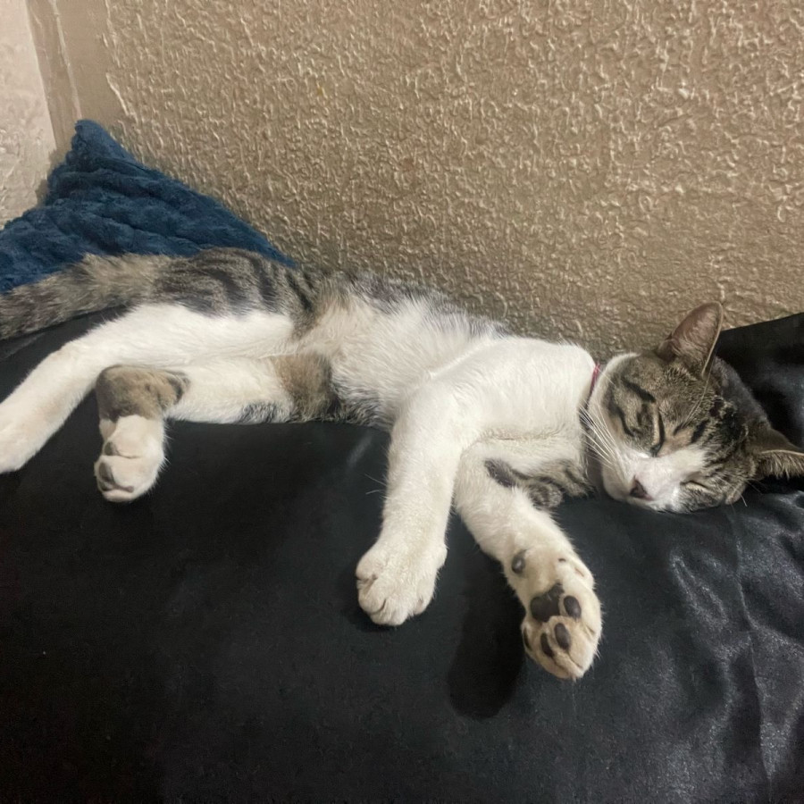 COCO | Raza Doméstico Americano de pelo corto | Perdido