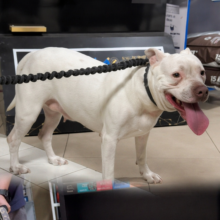  | Raza American Pitbull Terrier | Encontrada