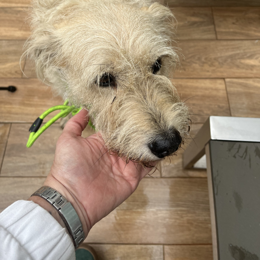  | Raza Mestizo, cruza de Schnauzer | Encontrado