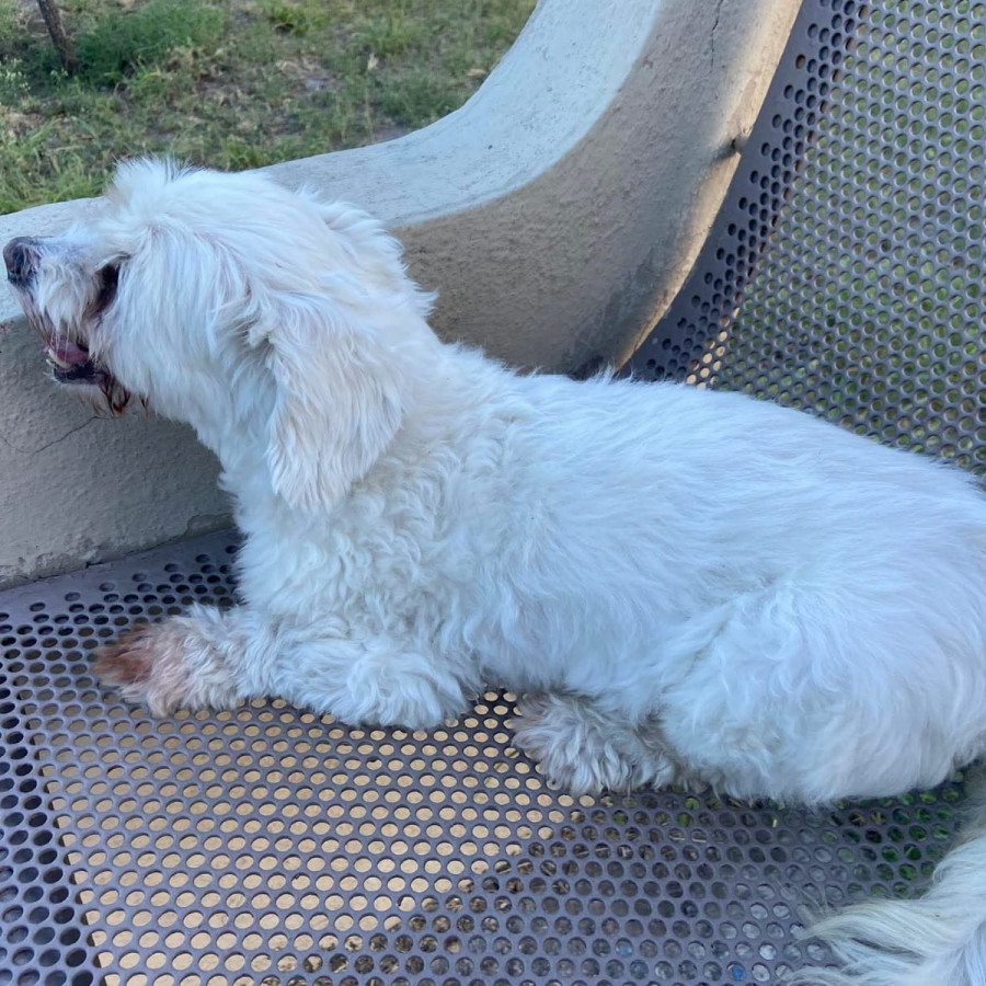 PELUDO (PERRITO CIEGO) | Raza French Poodle o Caniche | Final Feliz