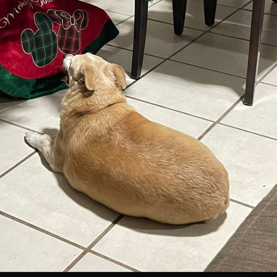 GOHAN | Raza Chihuahua | Final Feliz