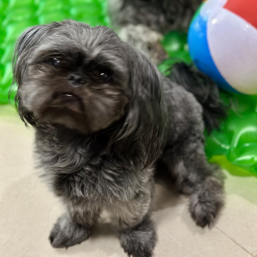 CHALUPA | Raza Shih Tzu  | Perdida