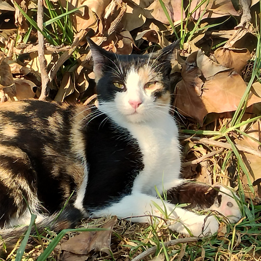 LUPITA | Raza Calicó, tricolor, de pelo corto | Final Feliz