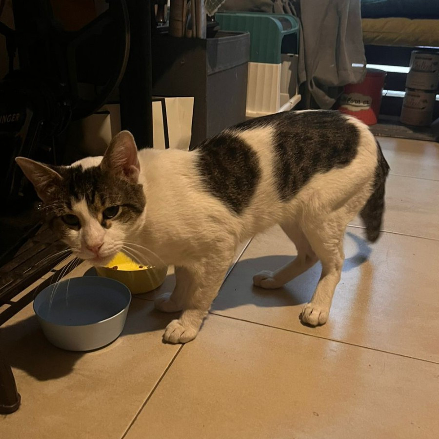  | Raza Doméstico Americano de pelo semilargo | Encontrado