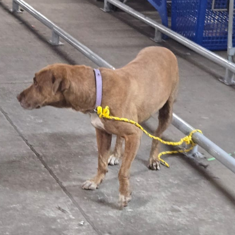  | Raza American Pitbull Terrier | Encontrada