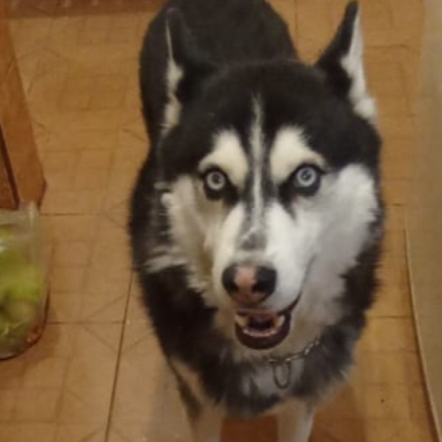 FLOY | Raza Husky Siberiano | En Adopción