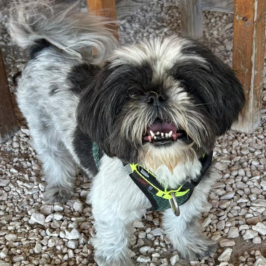 SHELBY | Raza Shih Tzu  | Perdida