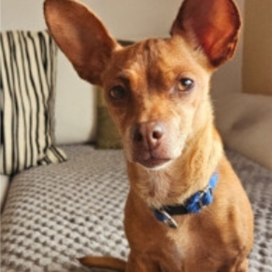 BAMBI | Raza Chihuahua | Final Feliz