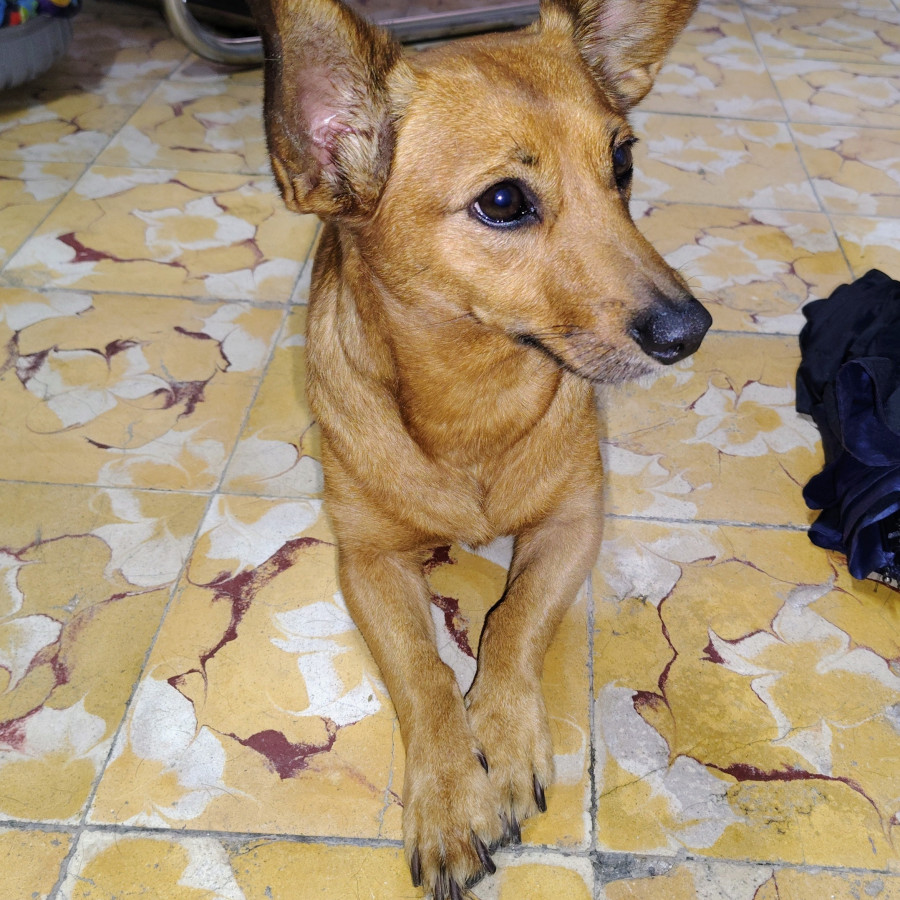  | Raza Mestiza, cruza de Dachshund o Salchicha | Final Feliz