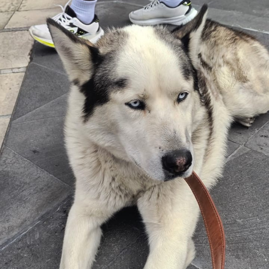  | Raza Husky Siberiano | Encontrado