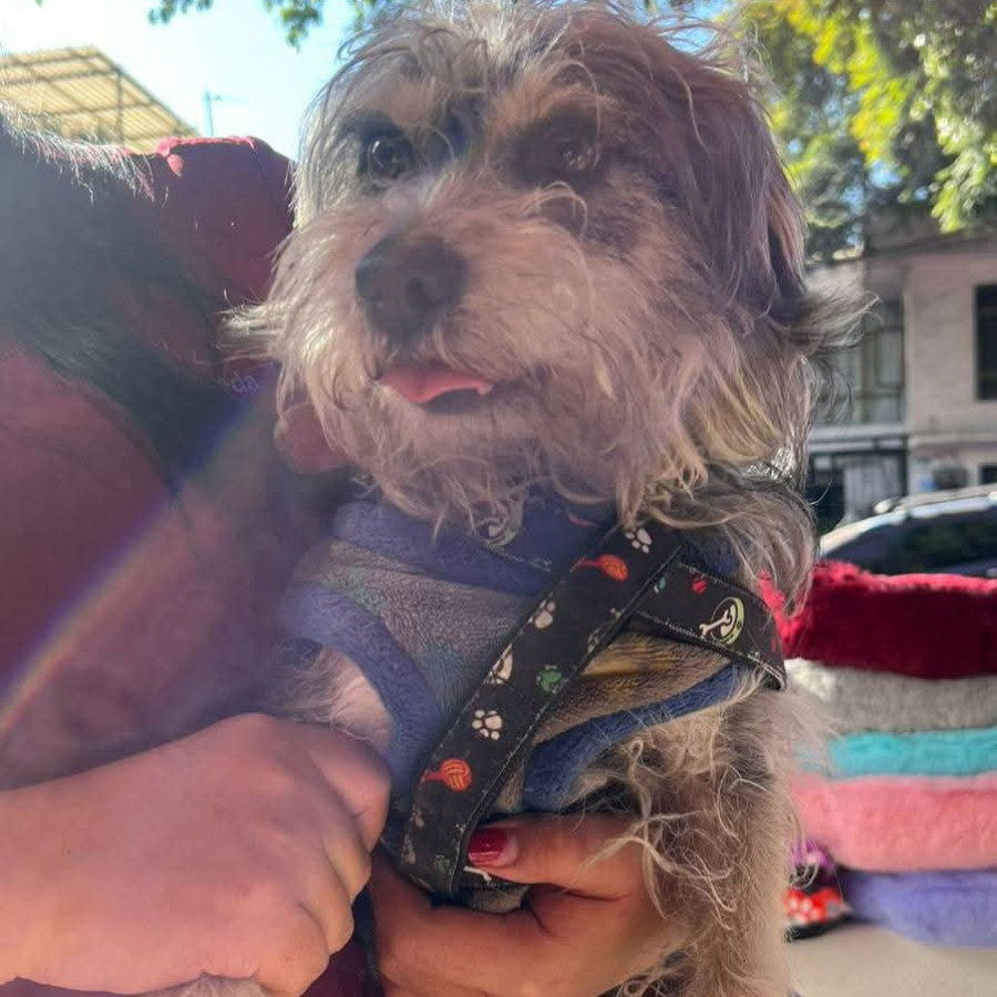  | Raza Mestizo, cruza de Schnauzer | Encontrado