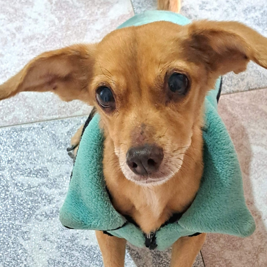 LIZZY | Raza Mestiza,  cruza de Chihuahua con Pomerania | Final Feliz