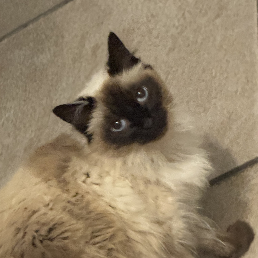 YUUMIS | Raza Balinés punto foca | Perdida