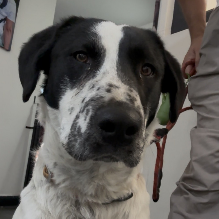  | Raza Mestizo, posible cruza de Pointer | Encontrado