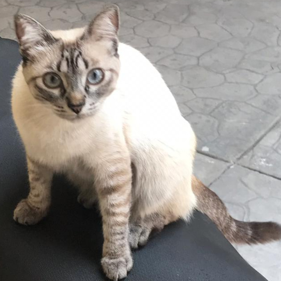 NINA | Raza Aslan o Siamés Moderno Punto Tabby | Perdida