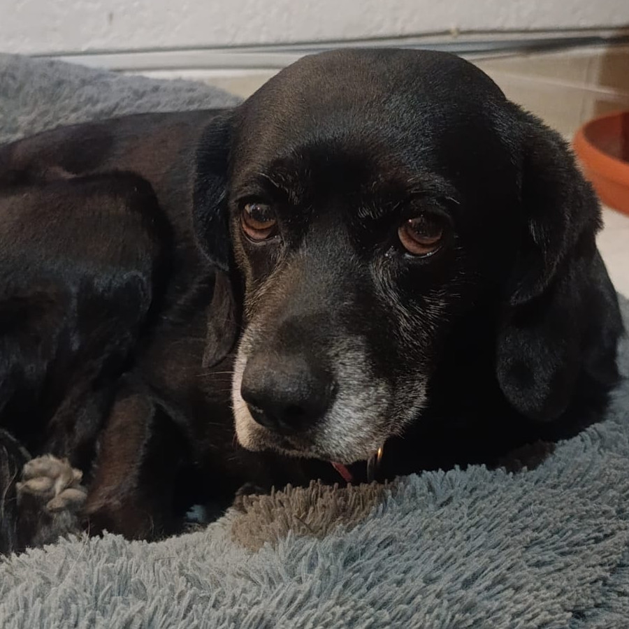  | Raza Mestiza, posible cruza de Cocker con Beagle | Encontrada