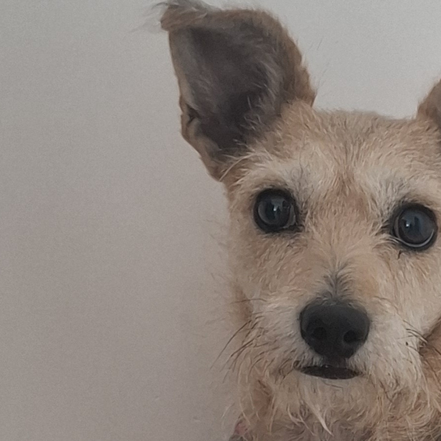  | Raza Mestiza, cruza de Schnauzer | Encontrada